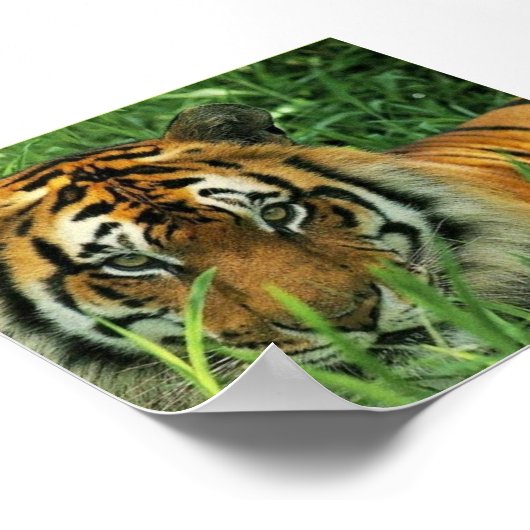 Tiger Portrait Poster (Hoek)