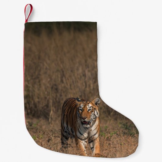 TIGER PORTRAT KLEINE KERSTSOK (Voorkant)