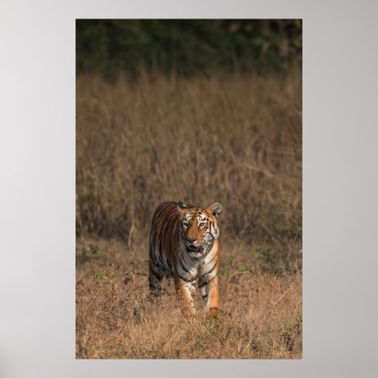 TIGER PORTRAT POSTER (Voorkant)