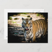 Tiger Post Briefkaart (Voorkant / Achterkant)