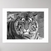 Tiger Poster with White Border (Voorkant)