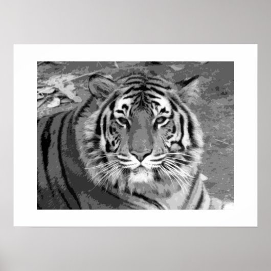Tiger Poster with White Border (Voorkant)