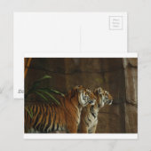 Tiger Print Cat gepersonaliseerde Jubilea Briefkaart (Voorkant / Achterkant)