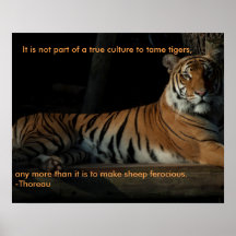 Tiger quote poster