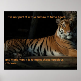 Tiger quote poster