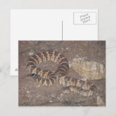 Tiger Rattlesnake Briefkaart (Voorkant / Achterkant)