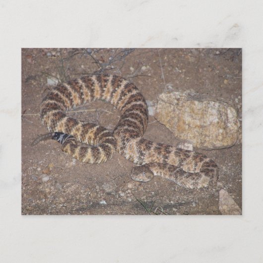 Tiger Rattlesnake Briefkaart (Voorkant)