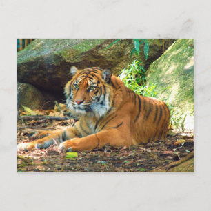 Tiger Resting door Rocks Briefkaart