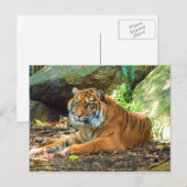 Tiger Resting door Rocks Briefkaart (Voorkant / Achterkant)