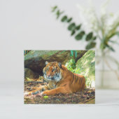 Tiger Resting door Rocks Briefkaart (Staand voorkant)