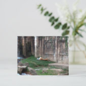 Tiger Roll Briefkaart (Staand voorkant)