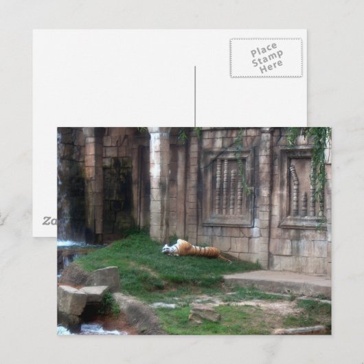 Tiger Roll Briefkaart (Voorkant / Achterkant)