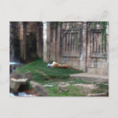 Tiger Roll Briefkaart (Voorkant)