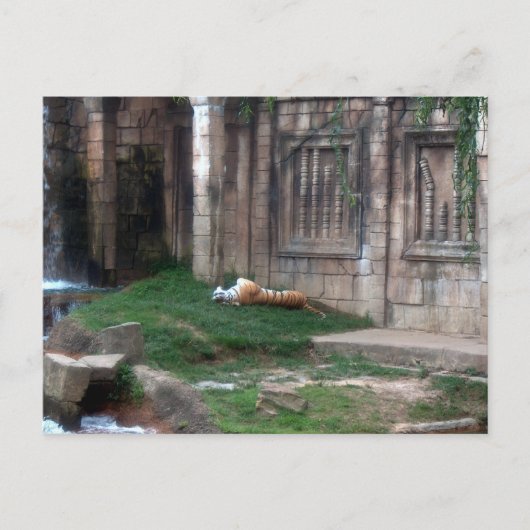 Tiger Roll Briefkaart (Voorkant)