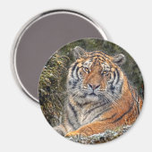 Tiger Royal 3" magneet (Voorkant / Achterkant)