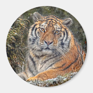 Tiger Royal 3" Magnet