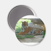 Tiger, Royal Bengal Tiger Magneet (Voorkant / Achterkant)