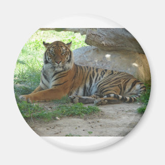Tiger, Royal Bengal Tiger Magneet
