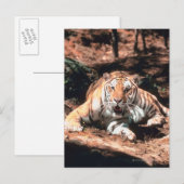 Tiger rust briefkaart (Voorkant / Achterkant)