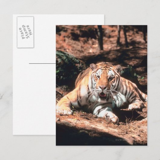 Tiger rust briefkaart (Voorkant / Achterkant)