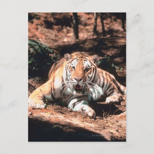 Tiger rust briefkaart (Voorkant)