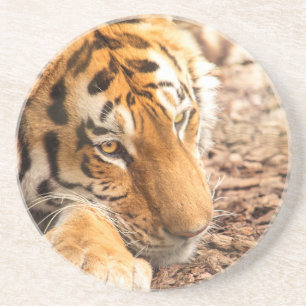 Tiger rust zandsteen onderzetter