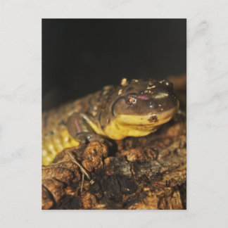 Tiger Salamander Briefkaart