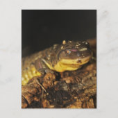 Tiger Salamander Briefkaart (Voorkant)