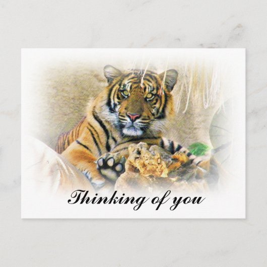 Tiger,Seeking_ Briefkaart (Voorkant)