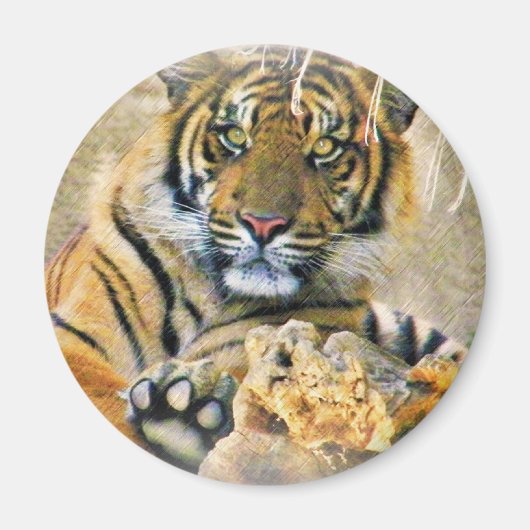 Tiger,Seeking_ Magneet (Voorkant)