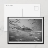 Tiger Shark 001 Carte postale タ ー シ ャ ー イ Briefkaart (Voorkant / Achterkant)