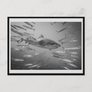 Tiger Shark 001 Carte postale タ ー シ ャ ー イ Briefkaart