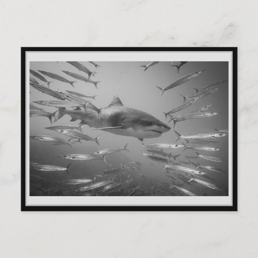 Tiger Shark 001 Carte postale タ ー シ ャ ー イ Briefkaart (Voorkant)