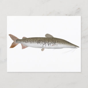 Tiger Shovelnose Catfish Briefkaart