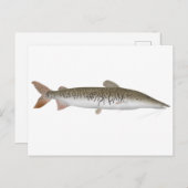 Tiger Shovelnose Catfish Briefkaart (Voorkant / Achterkant)
