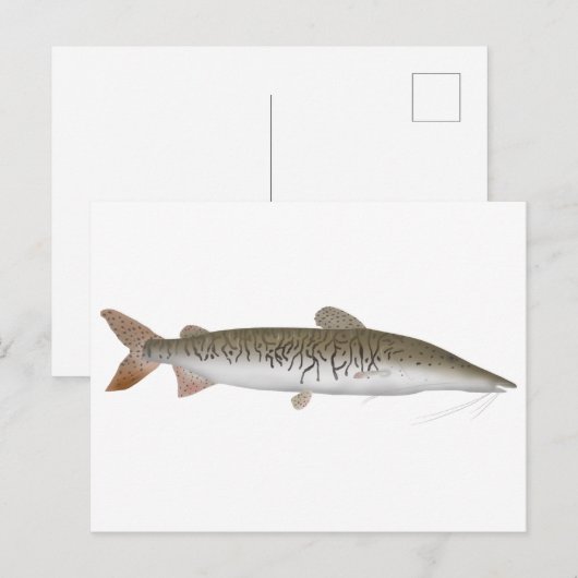 Tiger Shovelnose Catfish Briefkaart (Voorkant / Achterkant)
