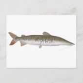 Tiger Shovelnose Catfish Briefkaart (Voorkant)