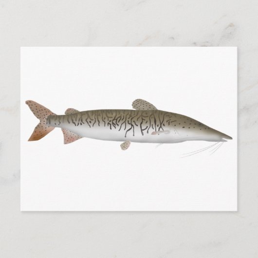 Tiger Shovelnose Catfish Briefkaart (Voorkant)