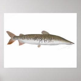 Tiger Shovelnose Catfish Poster