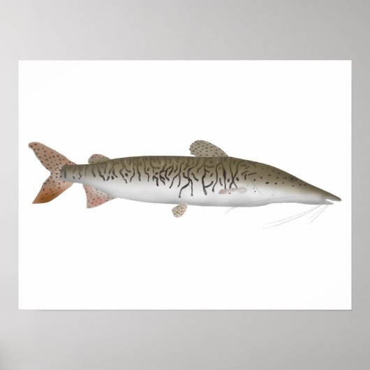 Tiger Shovelnose Catfish Poster (Voorkant)