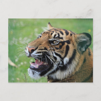 Tiger Showing Teeth Briefkaart