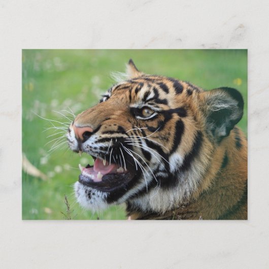 Tiger Showing Teeth Briefkaart (Voorkant)