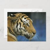 Tiger Sideways close-up foto Briefkaart (Voorkant / Achterkant)