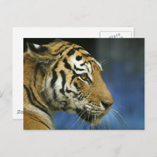 Tiger Sideways close-up foto Briefkaart (Voorkant / Achterkant)