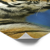 Tiger Sideways close-up foto Poster (Hoek)
