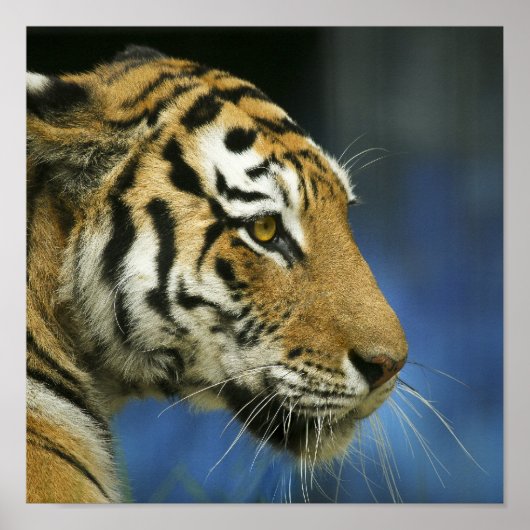 Tiger Sideways close-up foto Poster (Voorkant)
