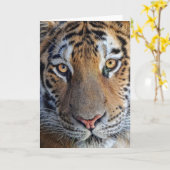 Tiger sluit af kaart (Gele Bloem)