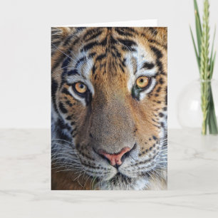 Tiger sluit af kaart