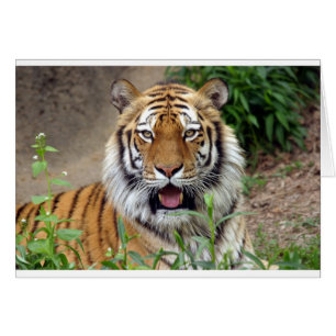 Tiger Smile