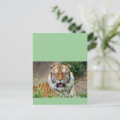 Tiger Smile Briefkaart (Staand voorkant)